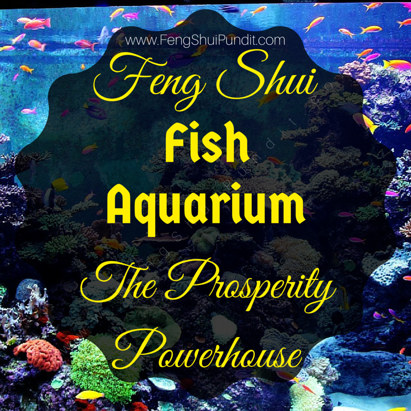 15 Feng Shui Fish To Keep In An Aquarium - Feng Shui Tips & Images