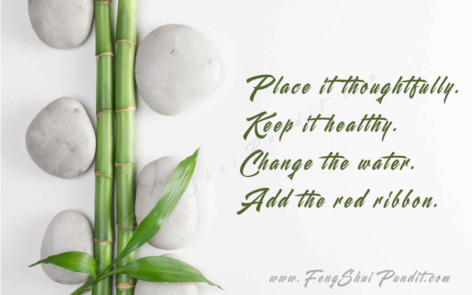 Feng Shui Lucky Bamboo