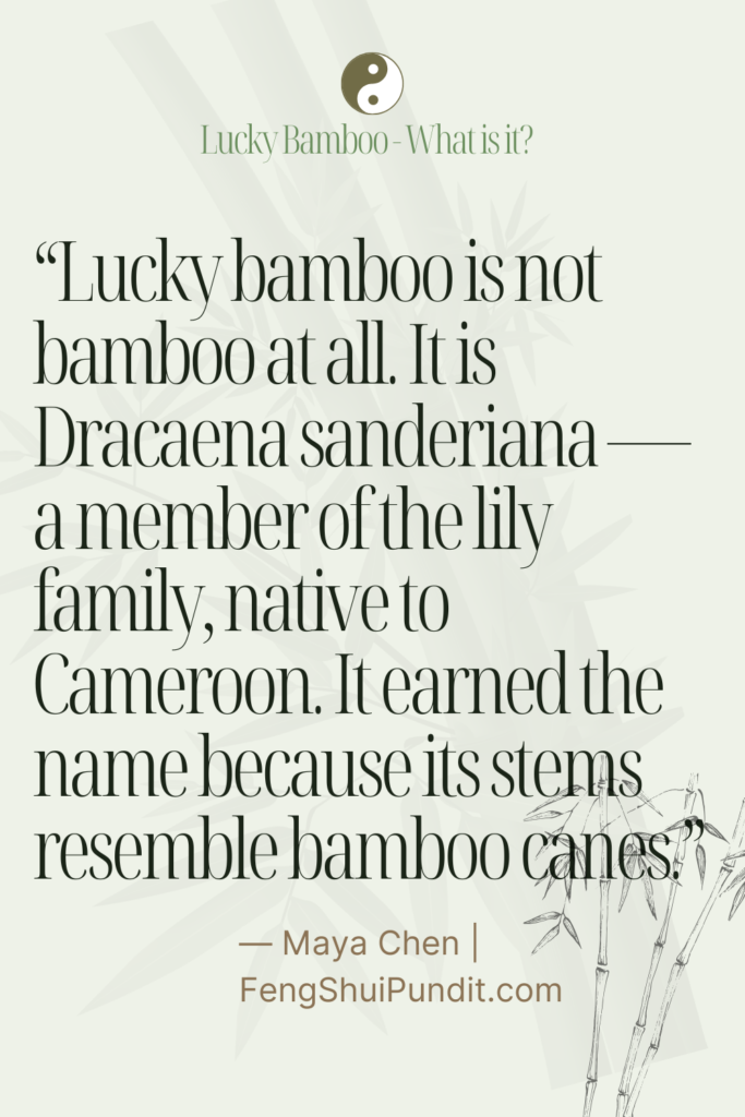 What is Lucky Bamboo