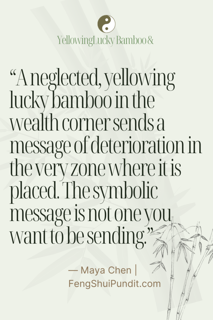 Yellowing Feng Shui Bamboo