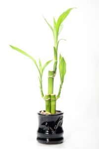 The Lucky Feng Shui Bamboo Plant