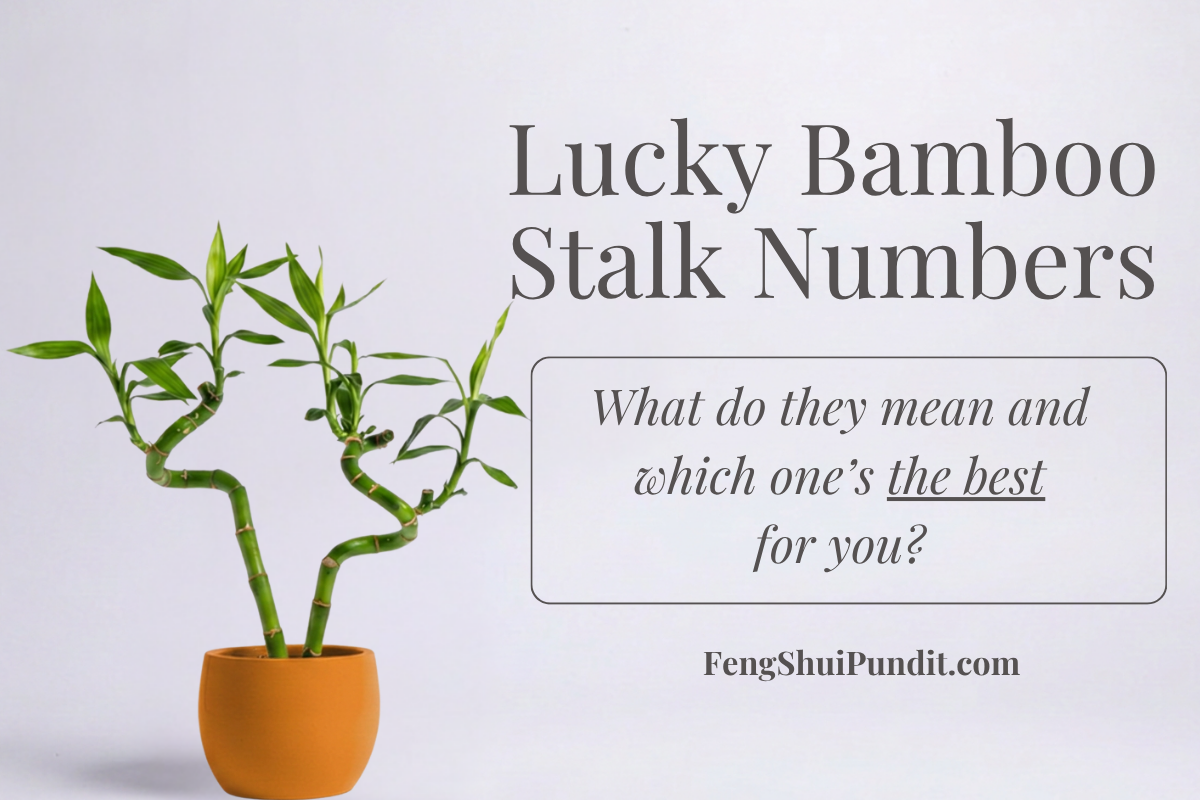 Lucky-Bamboo-Stalk-Numbers-Meaning