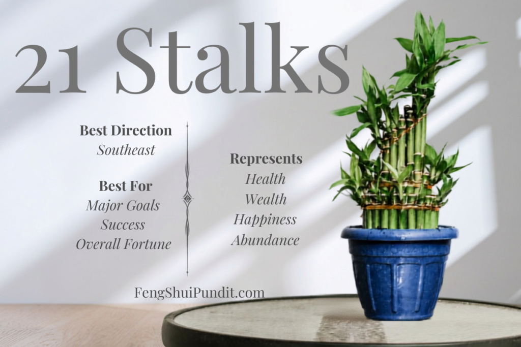 21 Stalk Lucky Bamboo Meaning